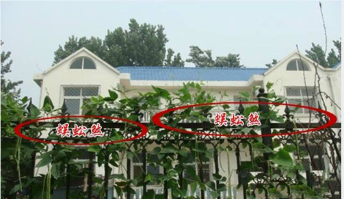 21,蜈蚣煞简单化解方法:安置石敢当或是山海镇化解.